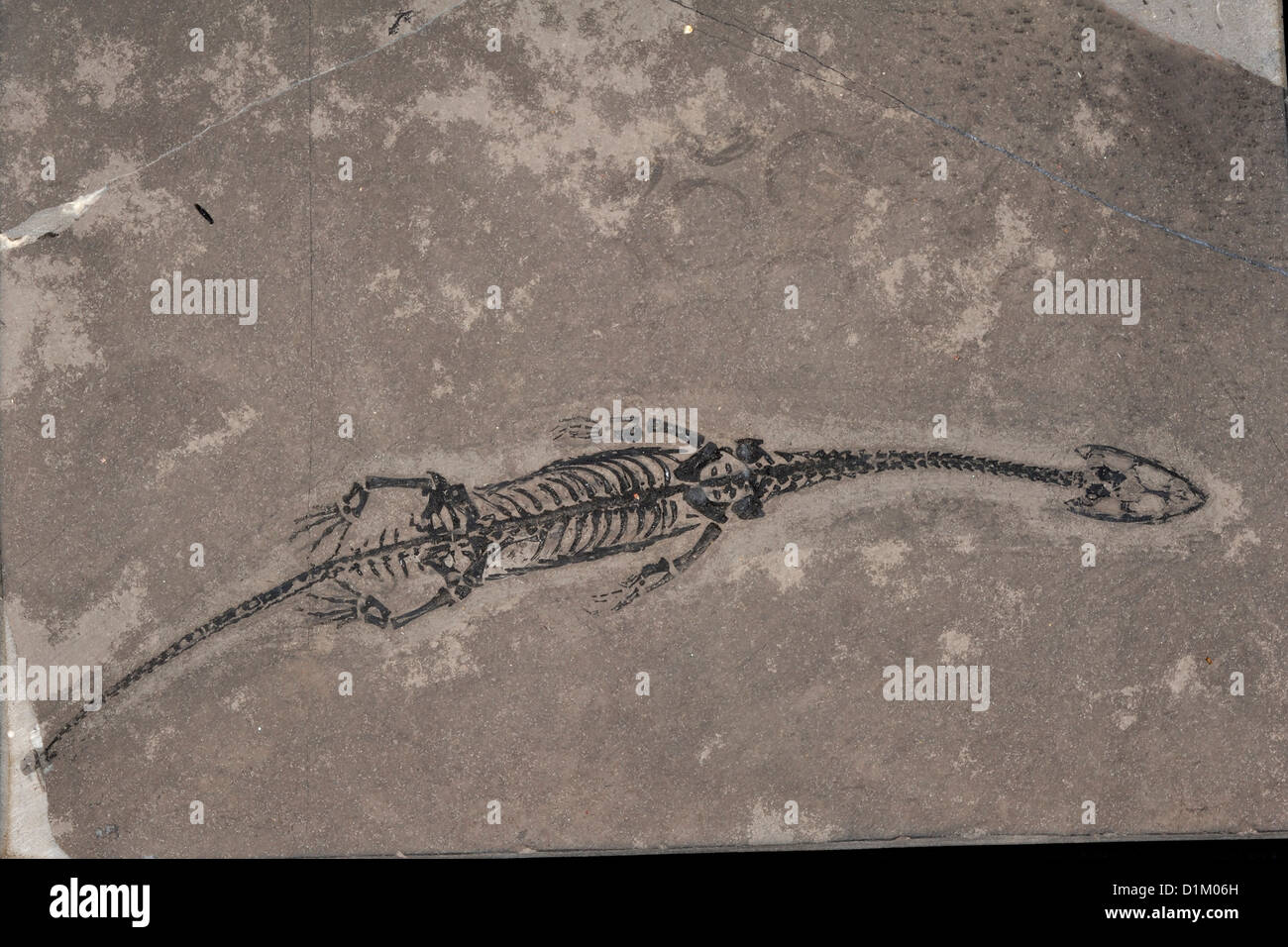 Triásico reptiles fósiles Keichousaurus Hui, China Foto de stock
