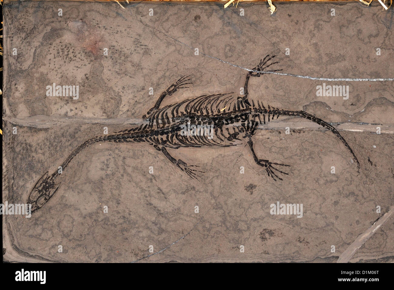 Triásico reptiles fósiles Keichousaurus Hui, China Foto de stock