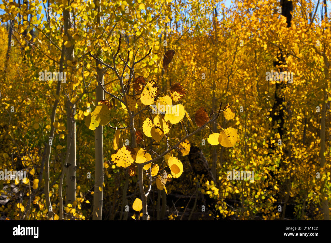 Aspen árboles en otoño, el Bosque Nacional Kaibab, el Parque Nacional del Gran Cañón, Arizona, EE.UU. Foto de stock