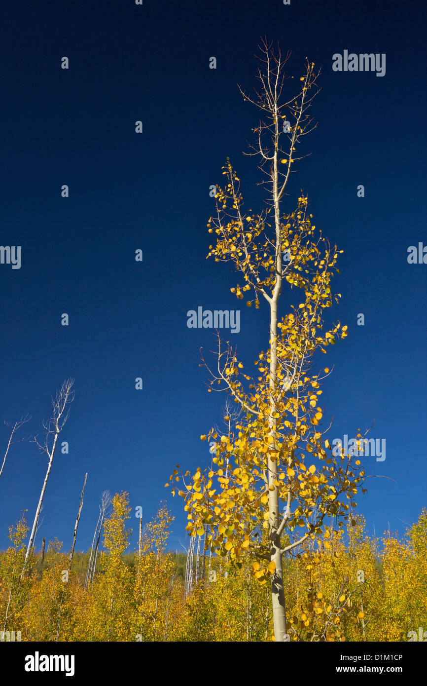 Aspen árboles en otoño, el Bosque Nacional Kaibab, el Parque Nacional del Gran Cañón, Arizona, EE.UU. Foto de stock