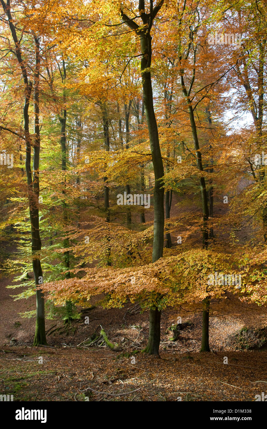 Hayedos en bosque latifoliado con follaje en colores de otoño en otoño Foto de stock
