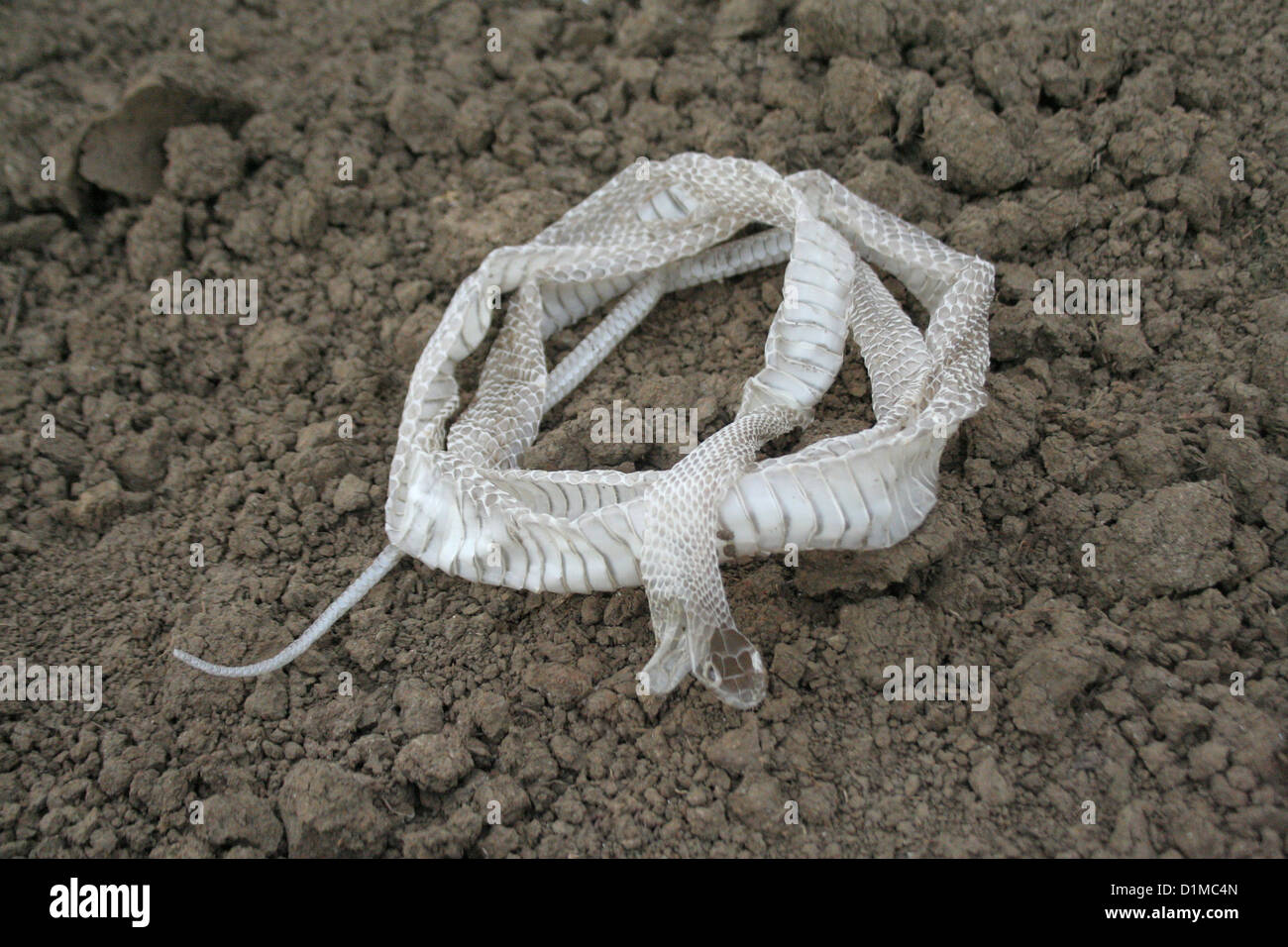 Piel de serpiente después de la muda o desprendimiento de la piel