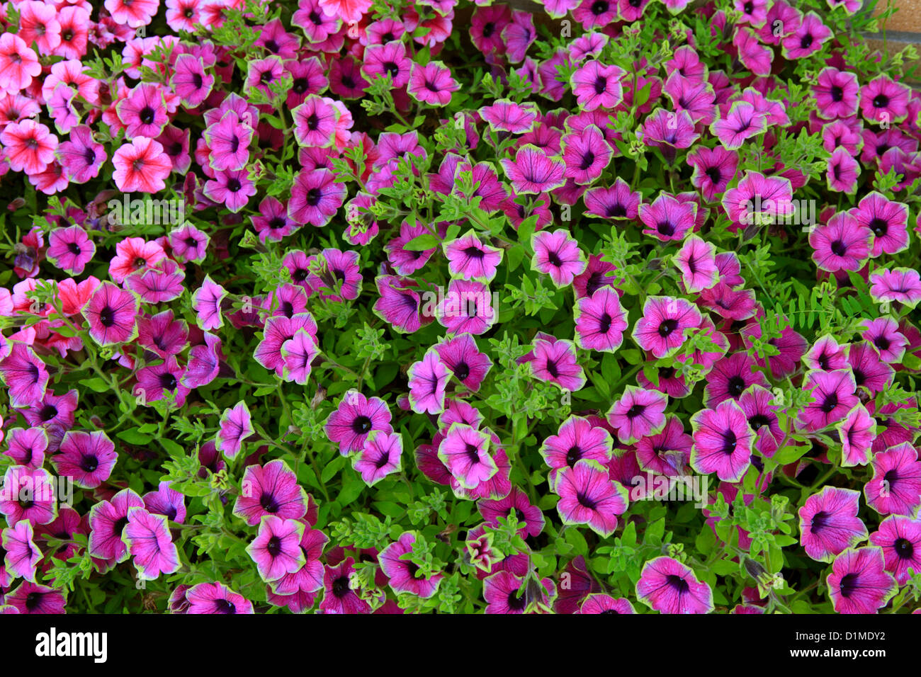 Lecho de flores de petunias Foto de stock