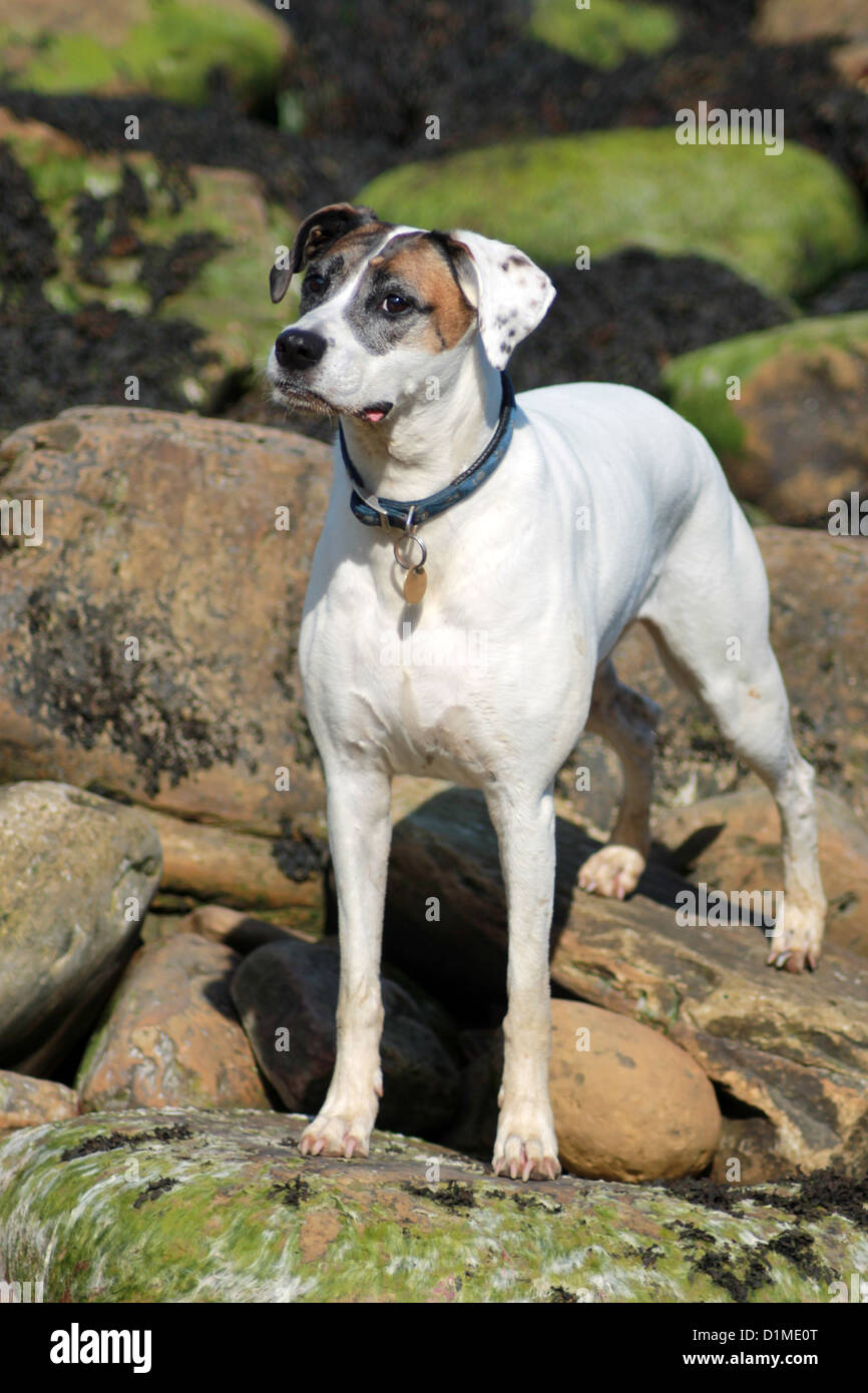 Lindo perro se situó en las rocas con el collar y el nombre de etiqueta. Foto de stock