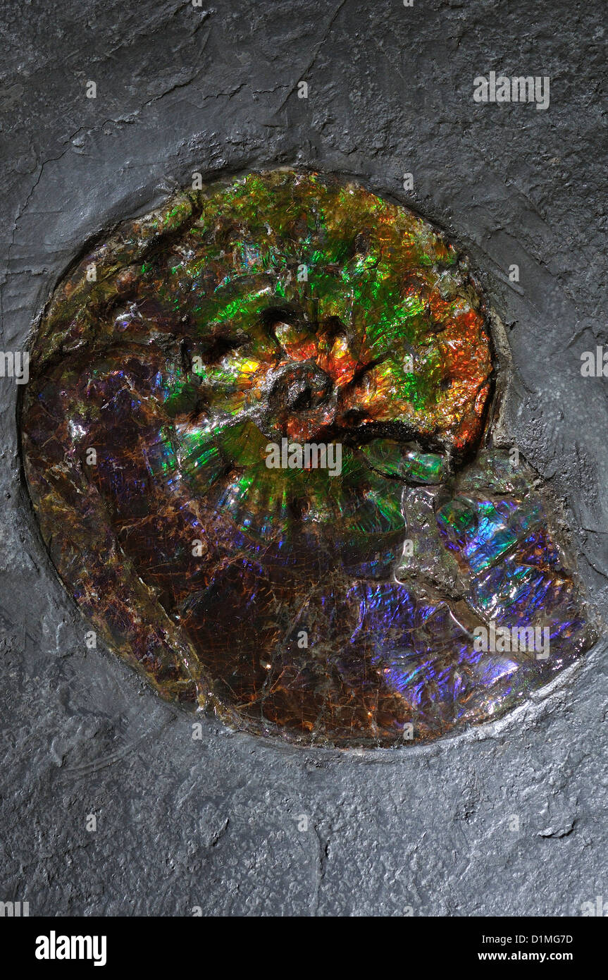 Vico Equense. Italia. Ammolite, un raro 71 millones de años de fósiles de ammonites en exhibición en el Museo Mineralogico Campano. Foto de stock