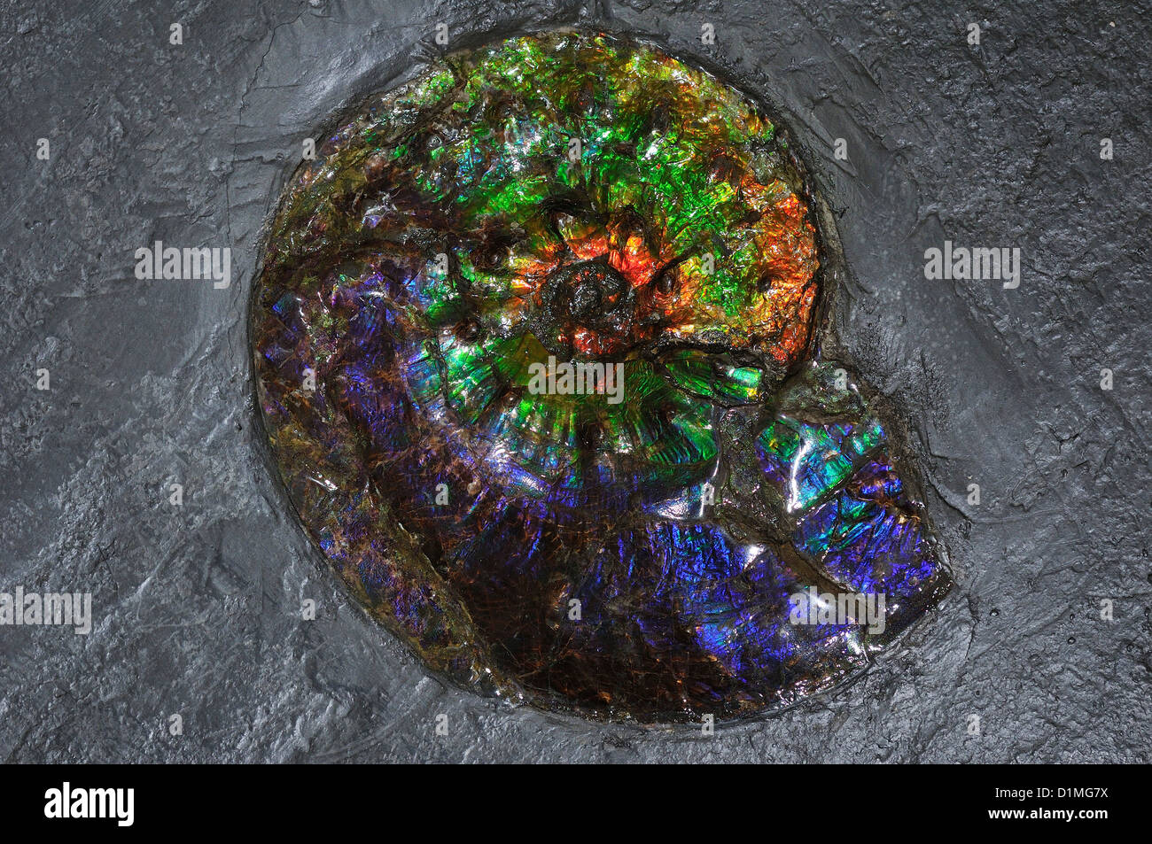 Vico Equense. Italia. Ammolite, un raro 71 millones de años de fósiles de ammonites en exhibición en el Museo Mineralogico Campano. Foto de stock