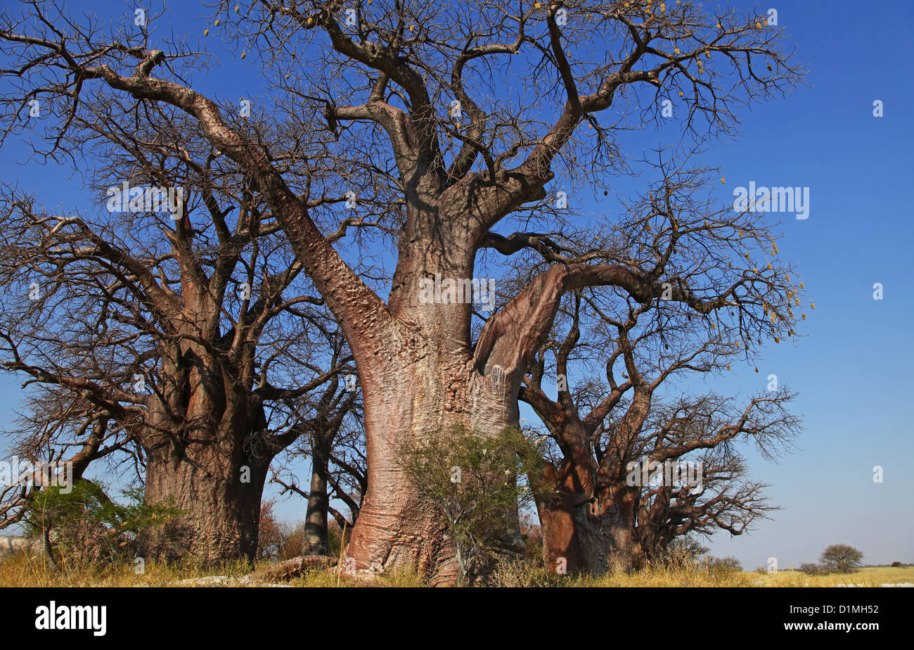 Famoso Baines Baobabs, las hermanas de dormir, Botsuana Foto de stock