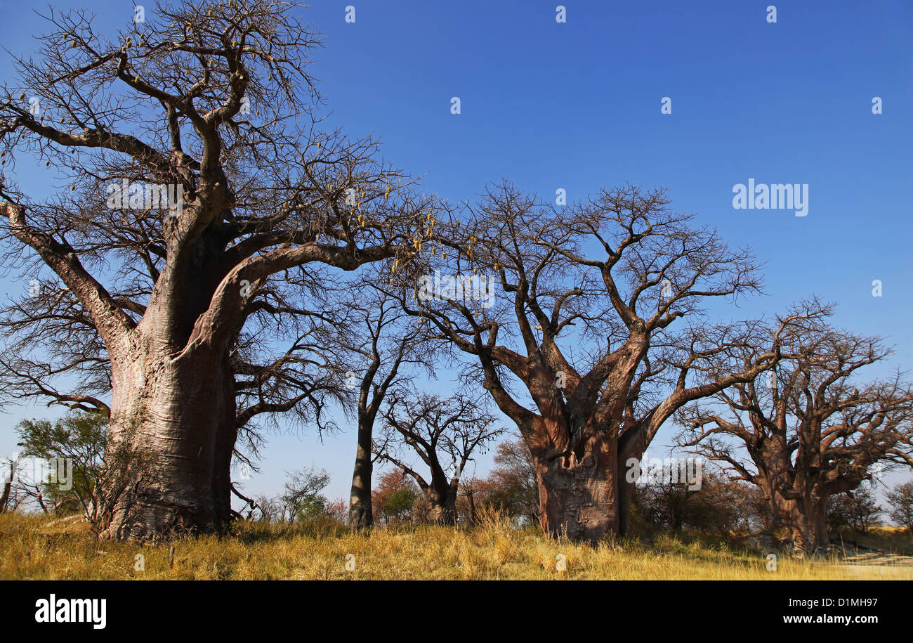 Famoso Baines Baobabs, las hermanas de dormir, Botsuana Foto de stock