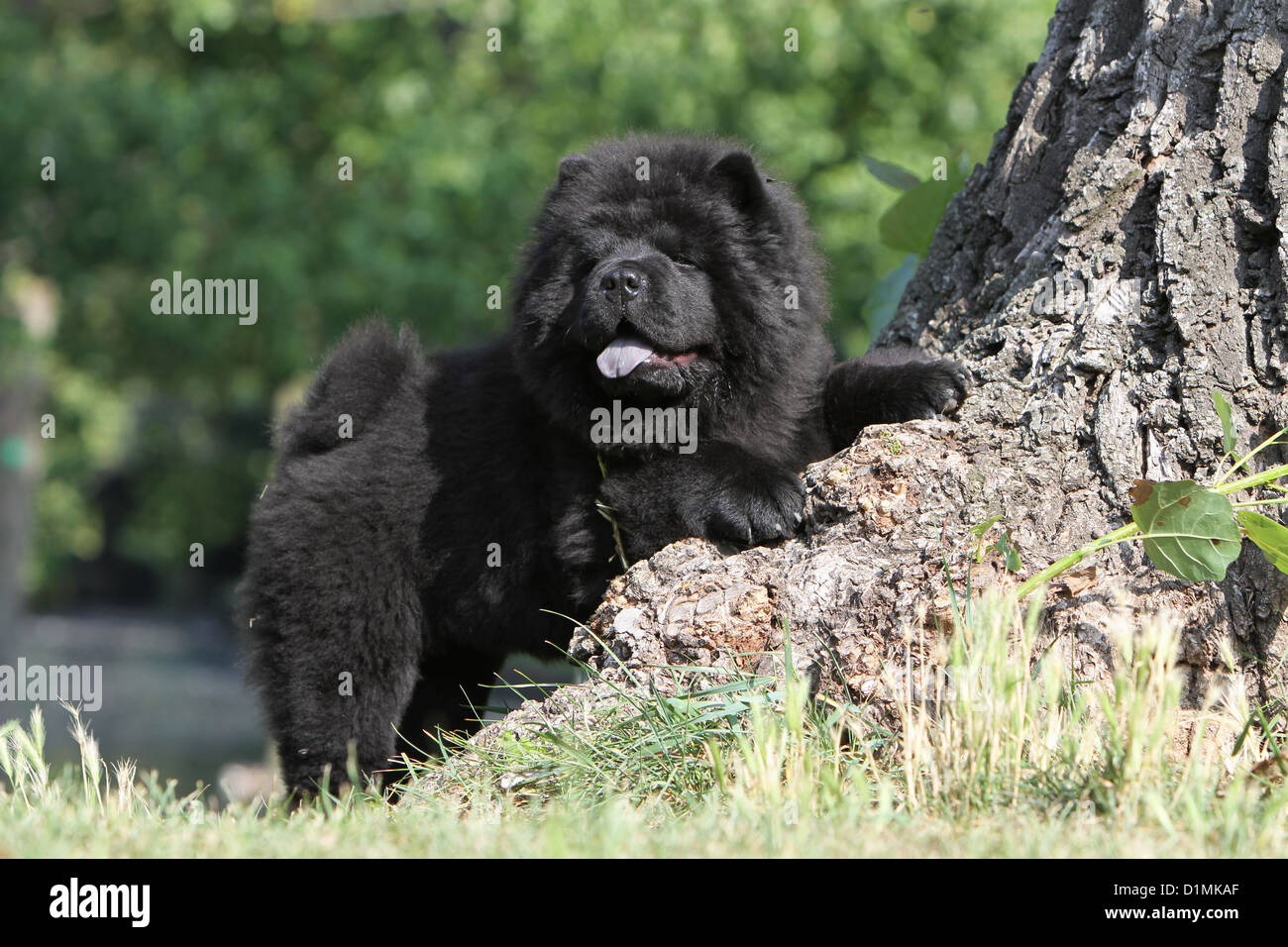 Dog Chow Chow chow-chow cachorro negro acostado sobre un árbol Fotografía  de stock - Alamy