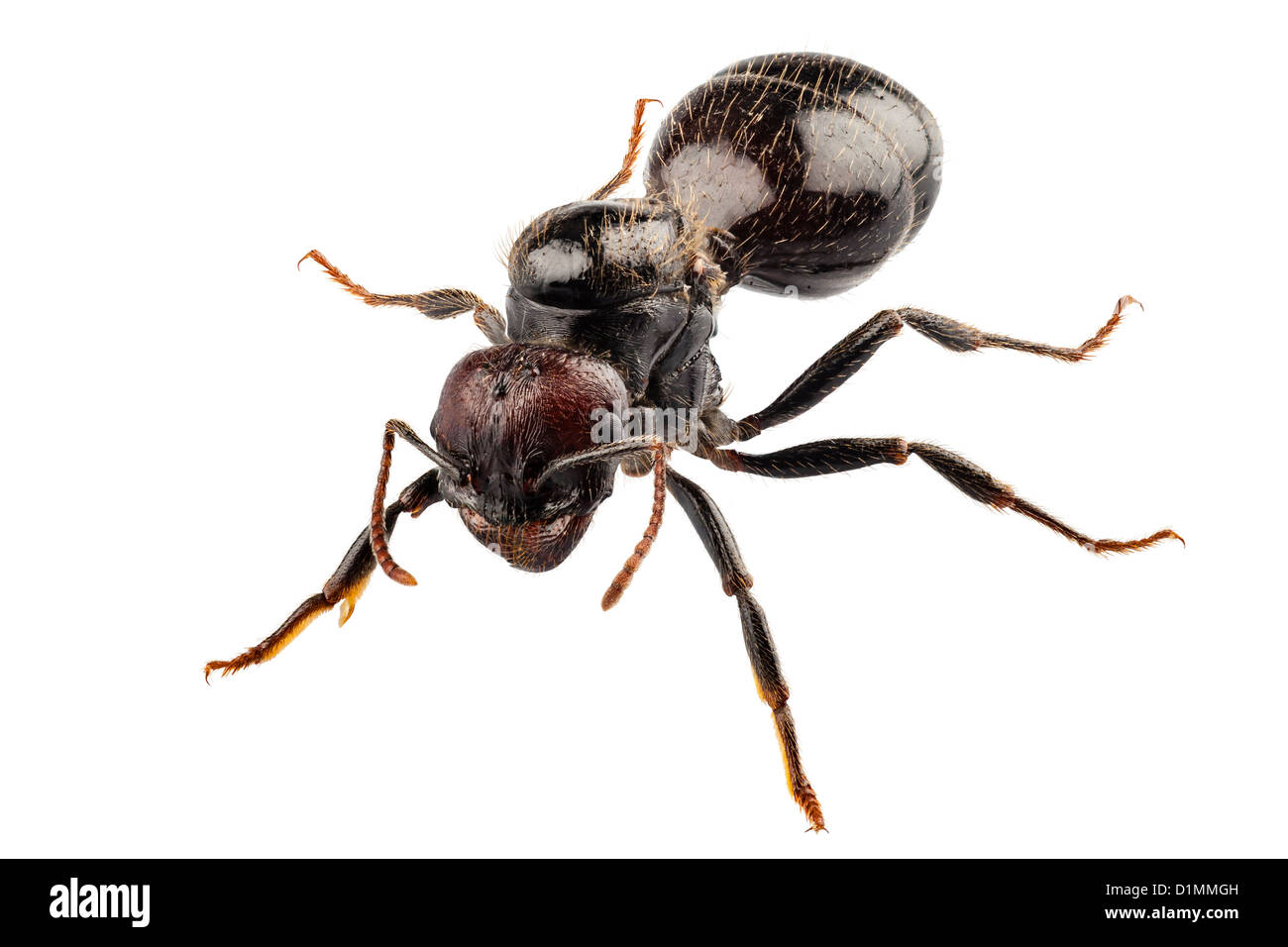 Especie de hormiga negra de jardín Lasius Níger Foto de stock