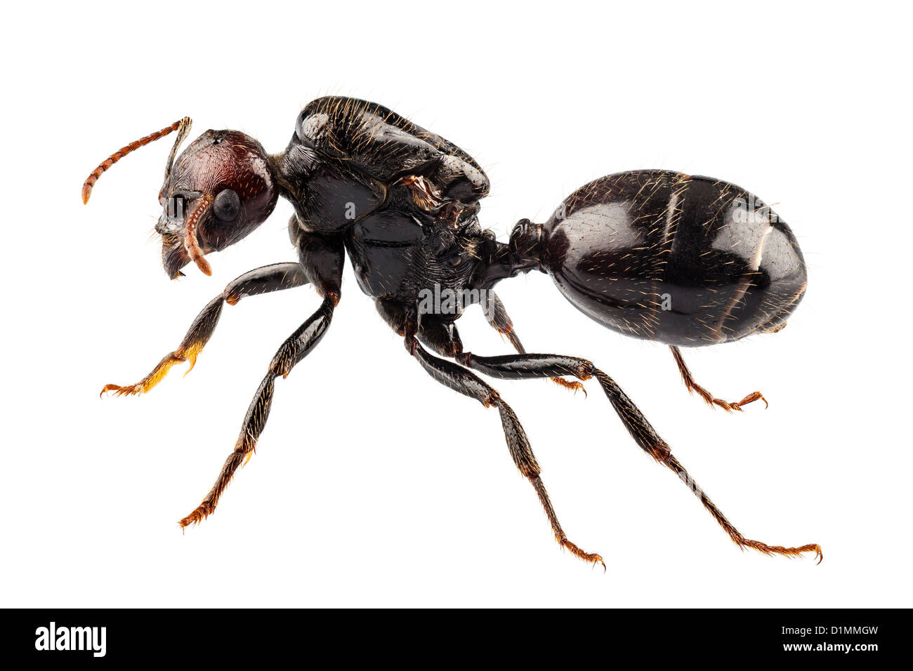 Especie de hormiga negra de jardín Lasius Níger Foto de stock