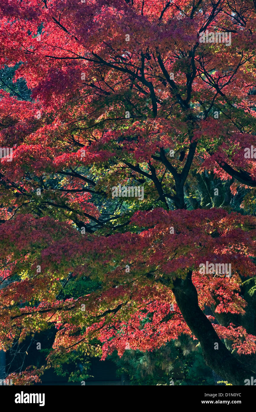 Un árbol de arce japonés brillantemente coloreado a finales de otoño en Kioto, Japón Foto de stock
