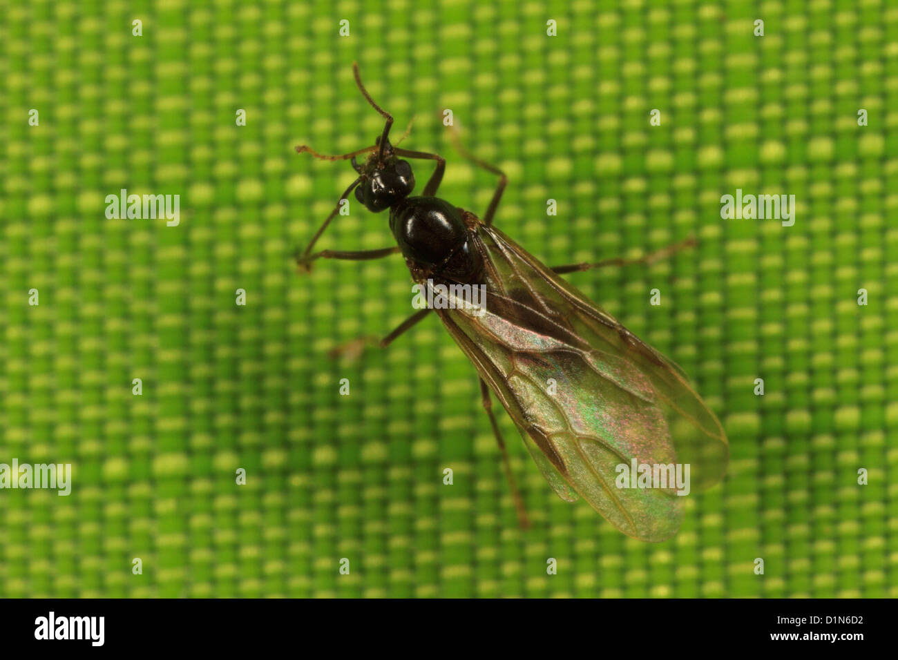Alate hormiga (con alas Fotografía de stock Alamy
