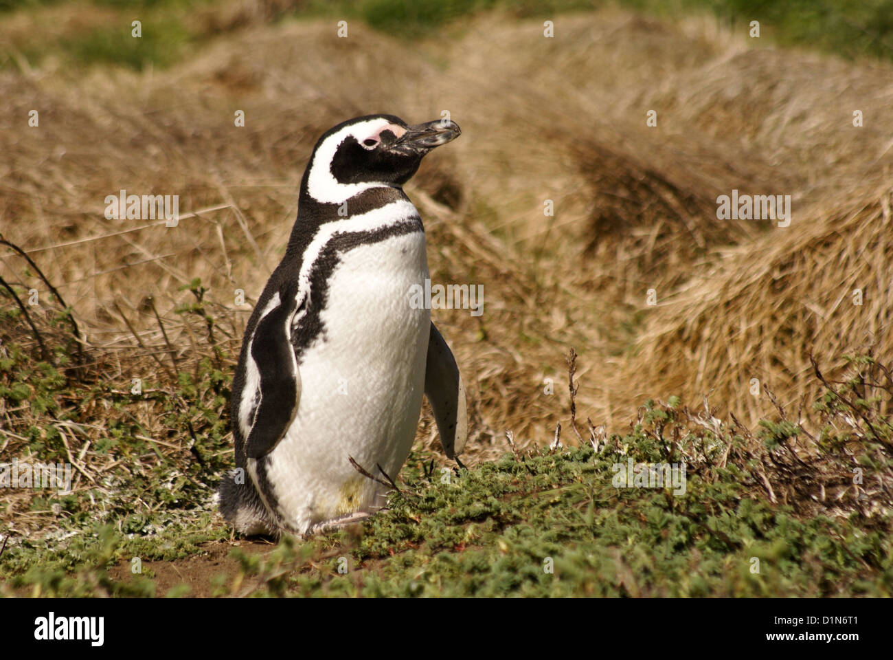 Pingüinos Magallánicos en el Seno Otway Reserva, Patagonia, Chile Foto de stock