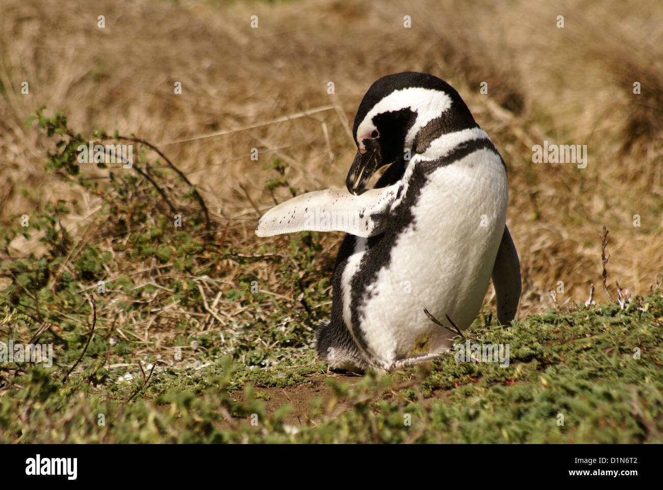 El acicalamiento de pingüinos de Magallanes, Seno Otway Reserva, Patagonia, Chile Foto de stock