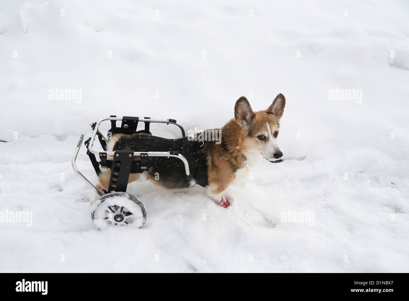 Carro de perro fotografías e imágenes de alta resolución - Página 5 - Alamy