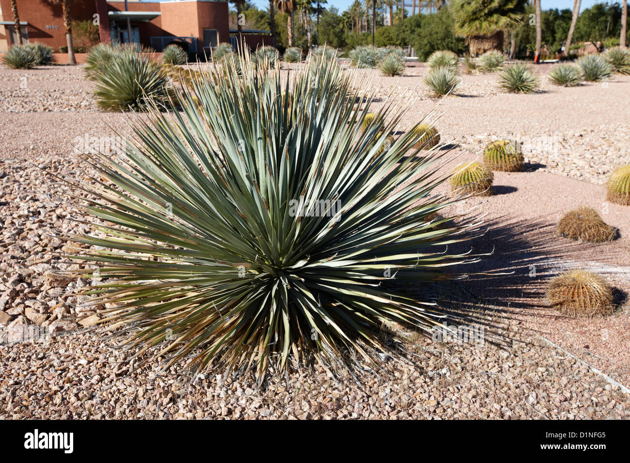 Los cactus utilizados como plantas ornamentales en un jardín en Las Vegas, Nevada, EE.UU. Foto de stock