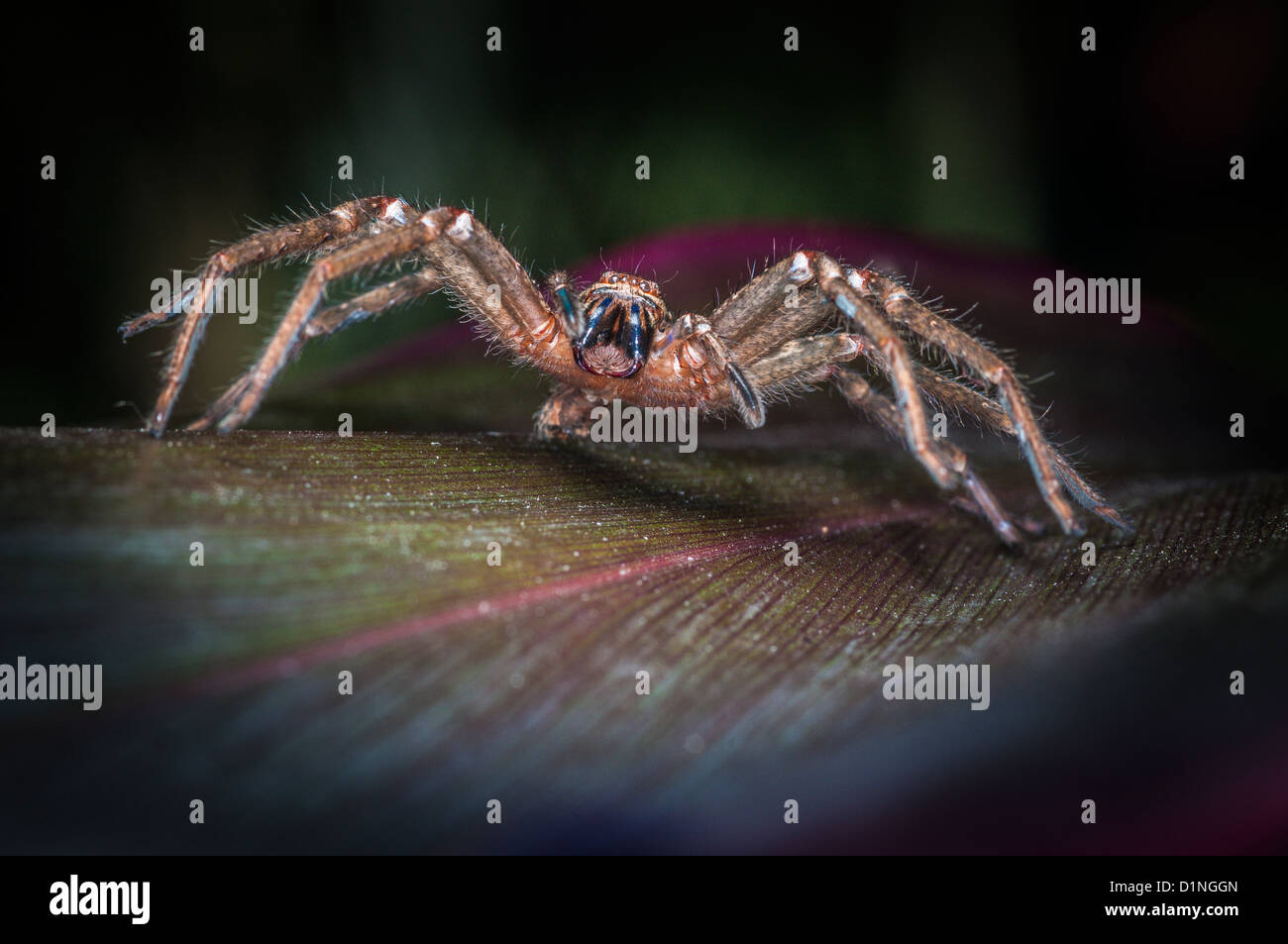 Insignia o escudo araña Huntsman, Queensland, Australia Foto de stock