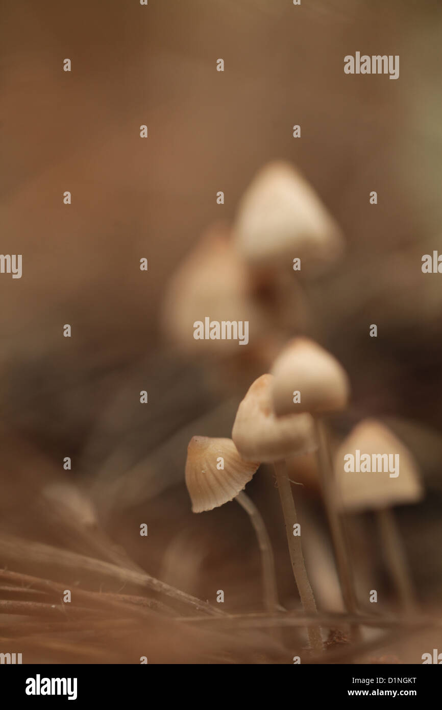 Mealy capot setas (Mycena cinerella) creciendo bajo los pinos. Foto de stock