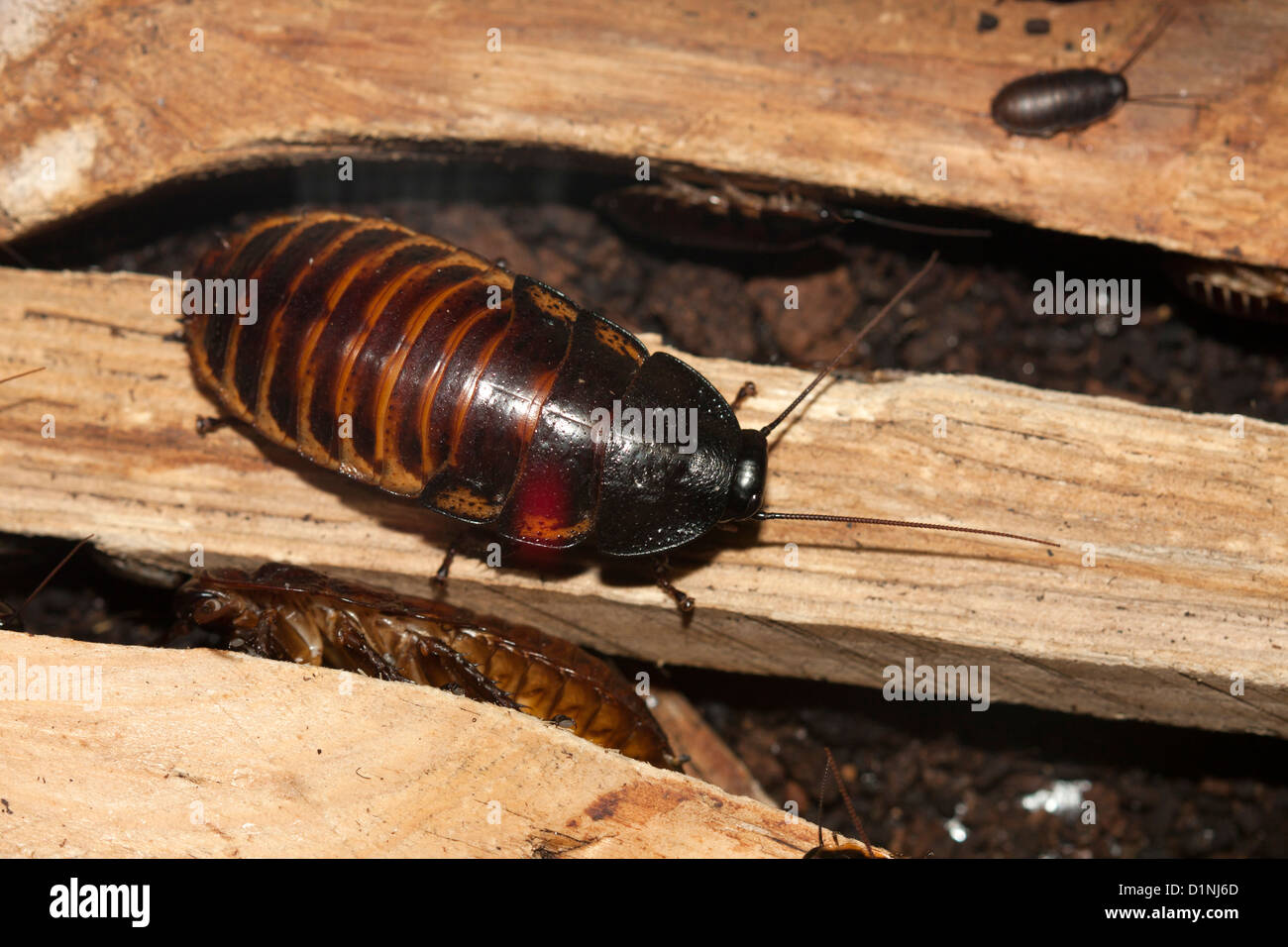 Madagascar / Gromphadorrhina portentosa cucaracha silbante Foto de stock