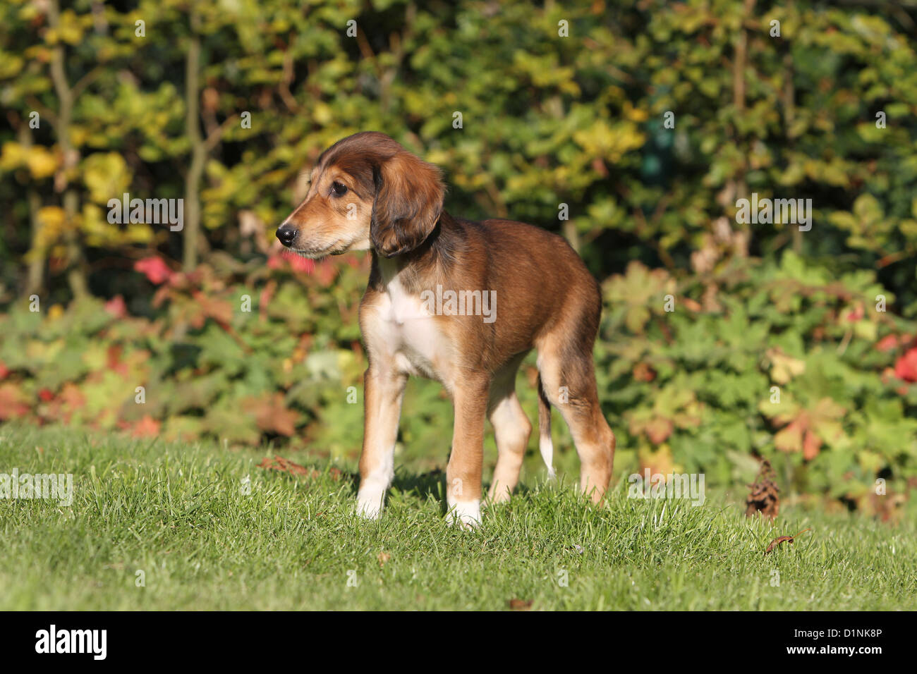 Perro / Saluki Greyhound persa cachorro en el pasto permanente Fotografía  de stock - Alamy