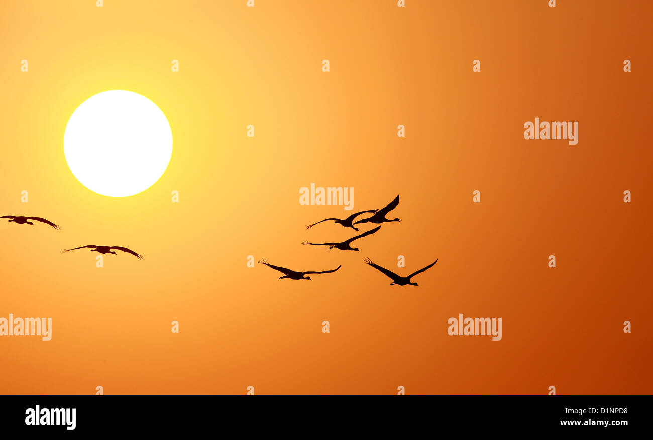 Puesta de sol con aves Foto de stock