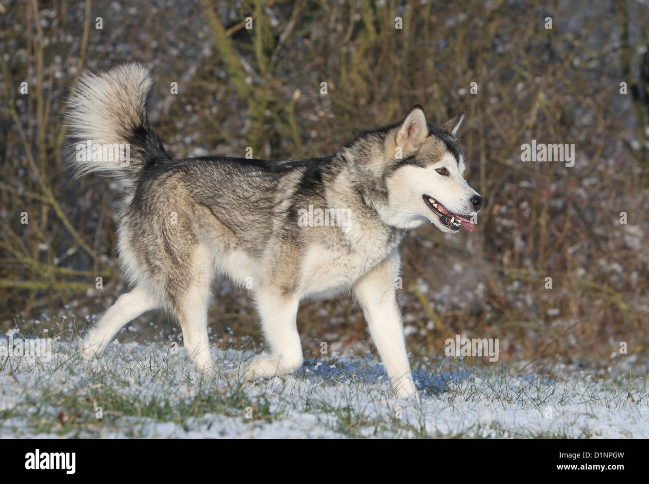 Alaskan Malamute Run Fotos E Imagenes De Stock Alamy Alaskan Malamute Run Fotos E Imagenes De Stock Alamy