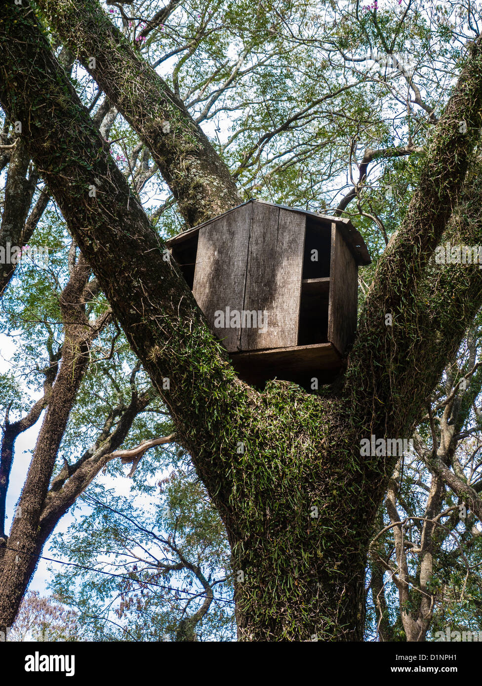 Un mono de madera casa hecha de monos que viven en un parque público en una  pequeña ciudad en el Paraguay se coloca en el crouch de un árbol Fotografía  de stock -