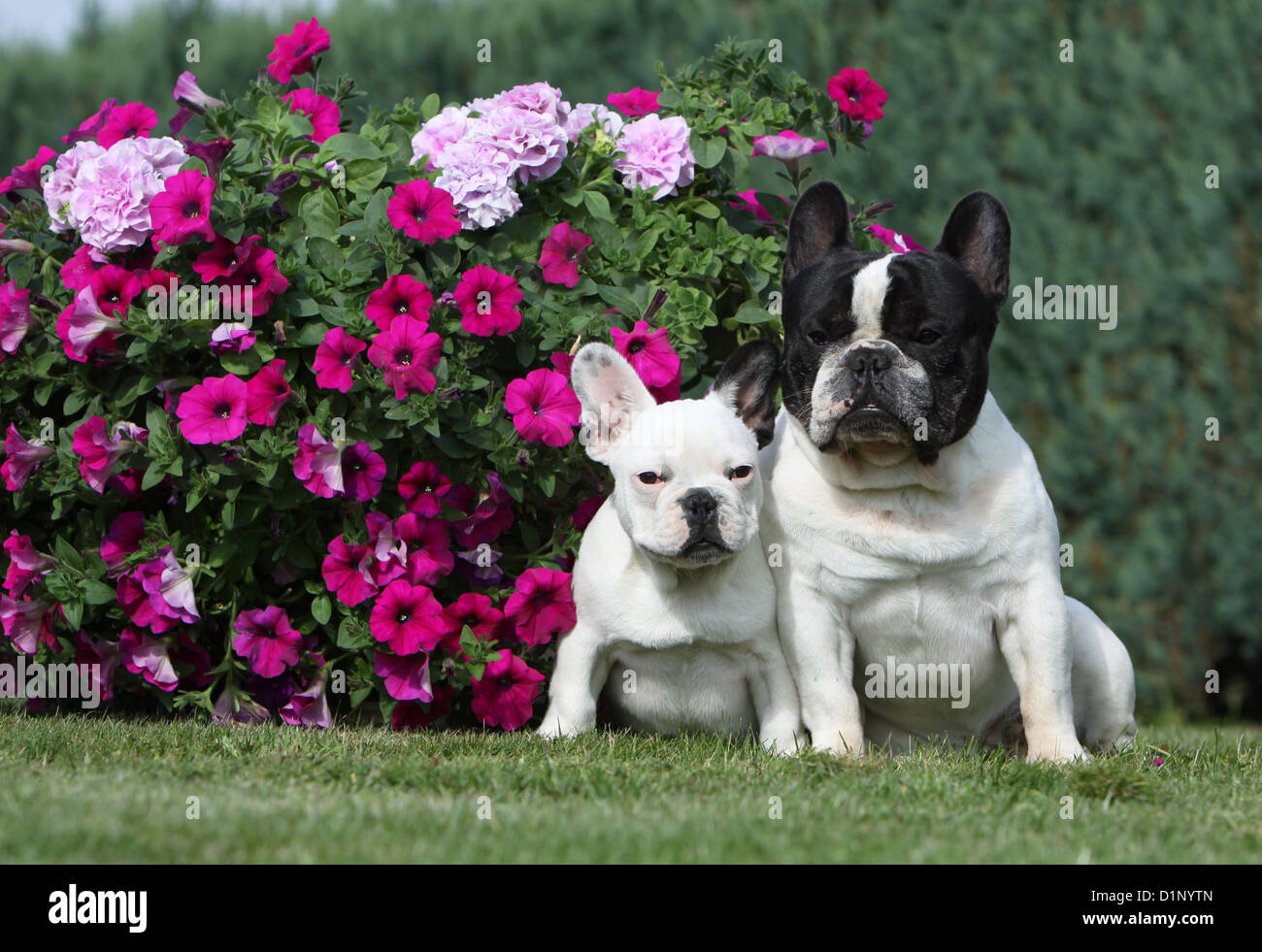 Perro Bulldog Francés / Bouledogue Français adulto y cachorro sentado Foto de stock