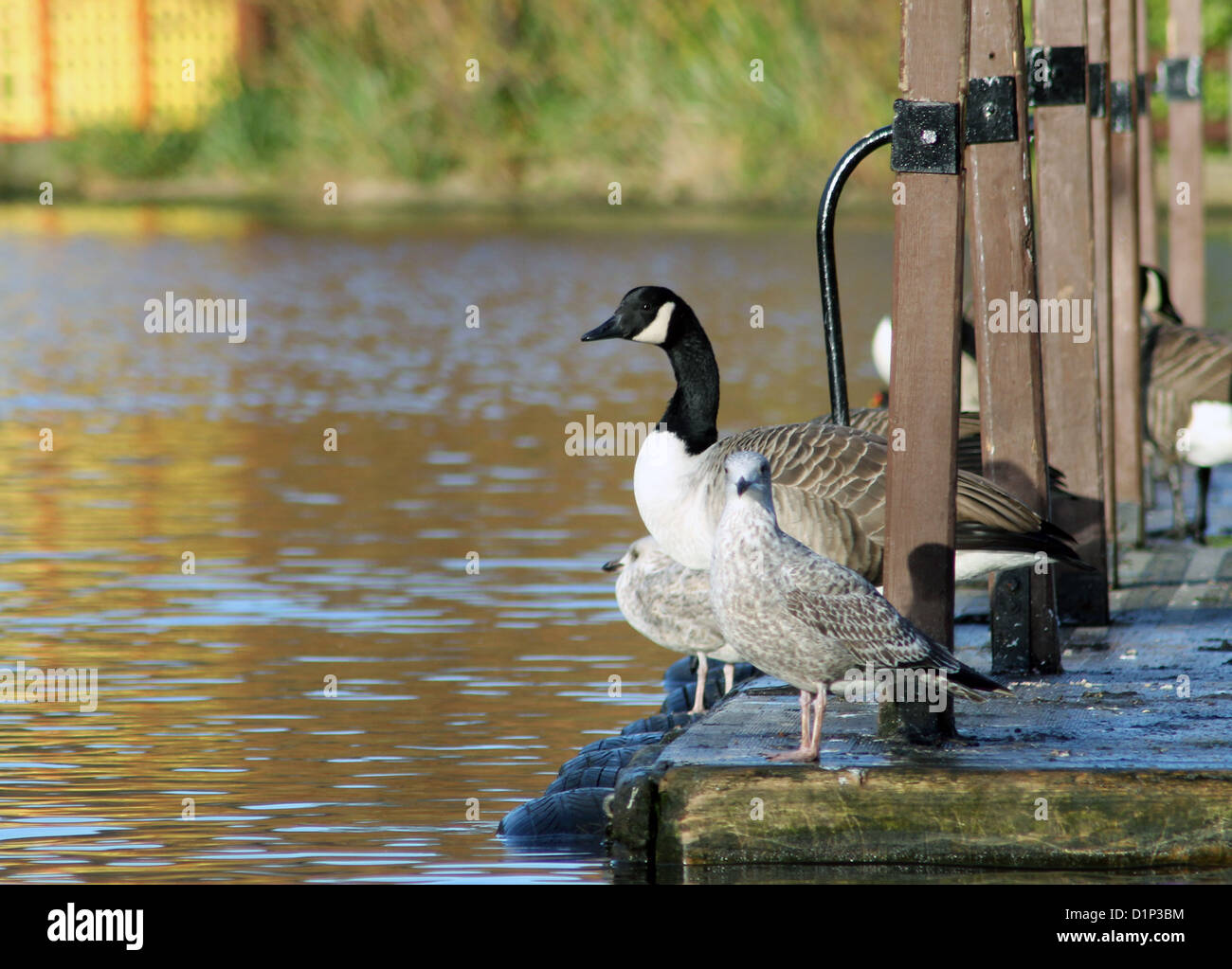 Swan y gaviotas en el muelle al lado del lago Foto de stock