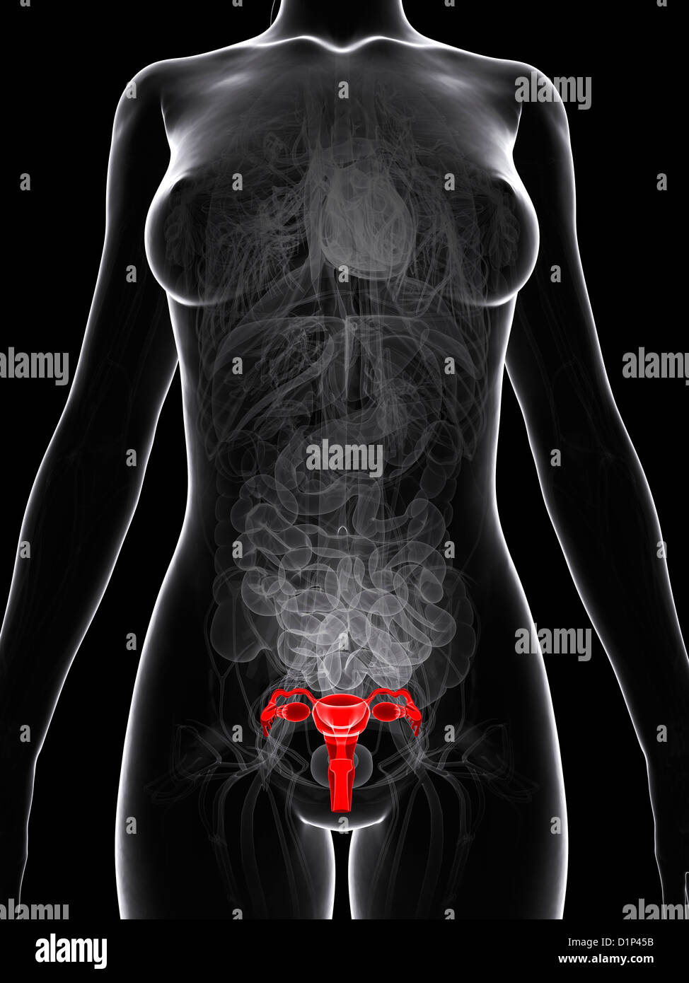 Sistema Reproductor Femenino Humano Fotos E Imágenes De Stock Alamy