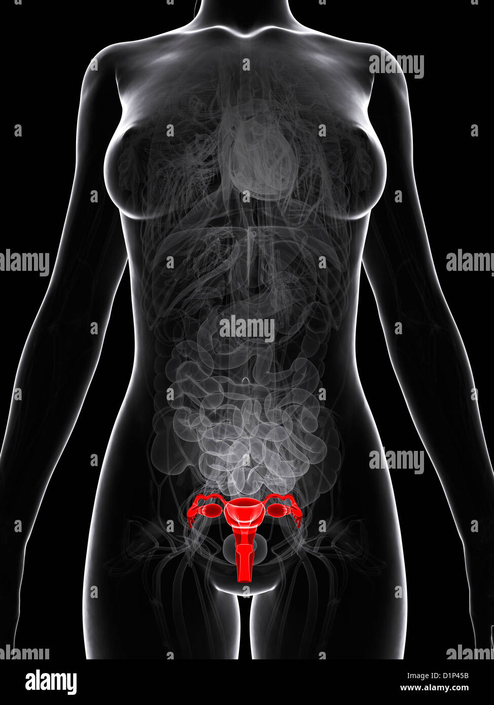 Sistema Reproductor Femenino Humano Fotos E Imágenes De Stock Alamy 3206