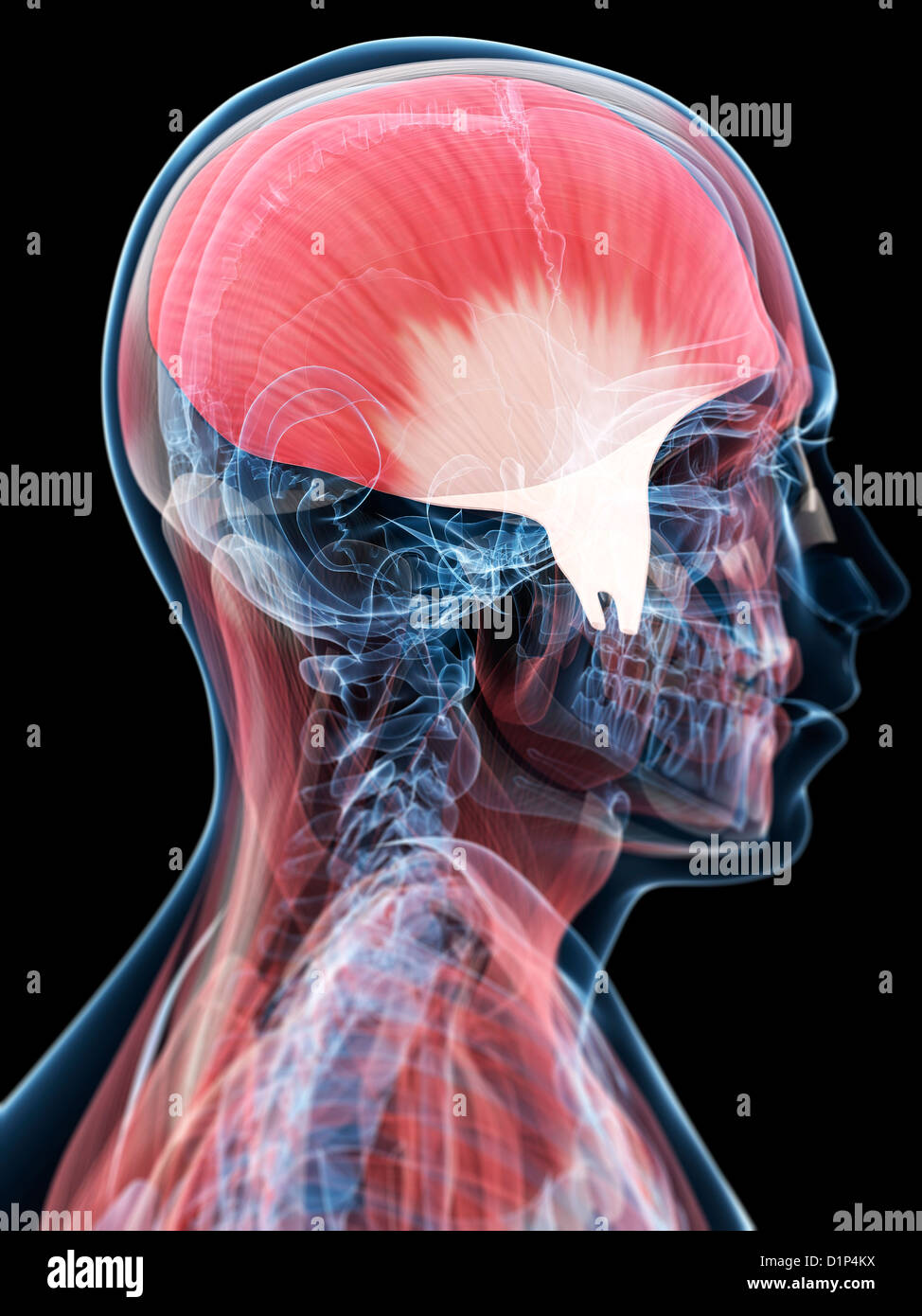 Músculo de la mandíbula fotografías e imágenes de alta resolución