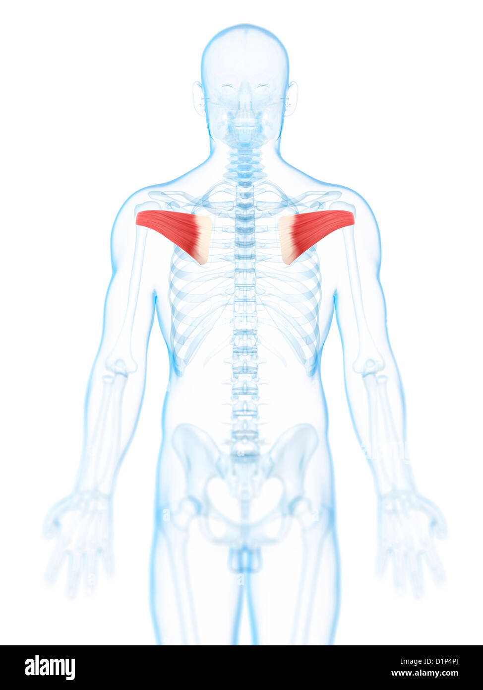 Musculos de la espalda anatomía fotografías e imágenes de alta