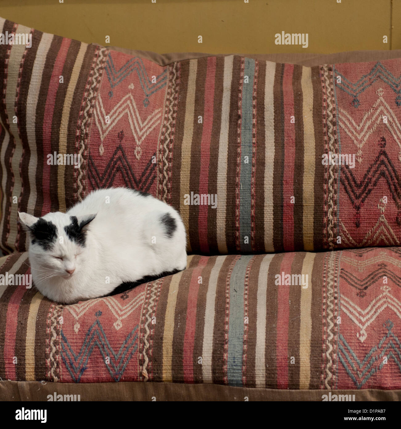 Gato sentado en un sofá, Estambul, Turquía Foto de stock