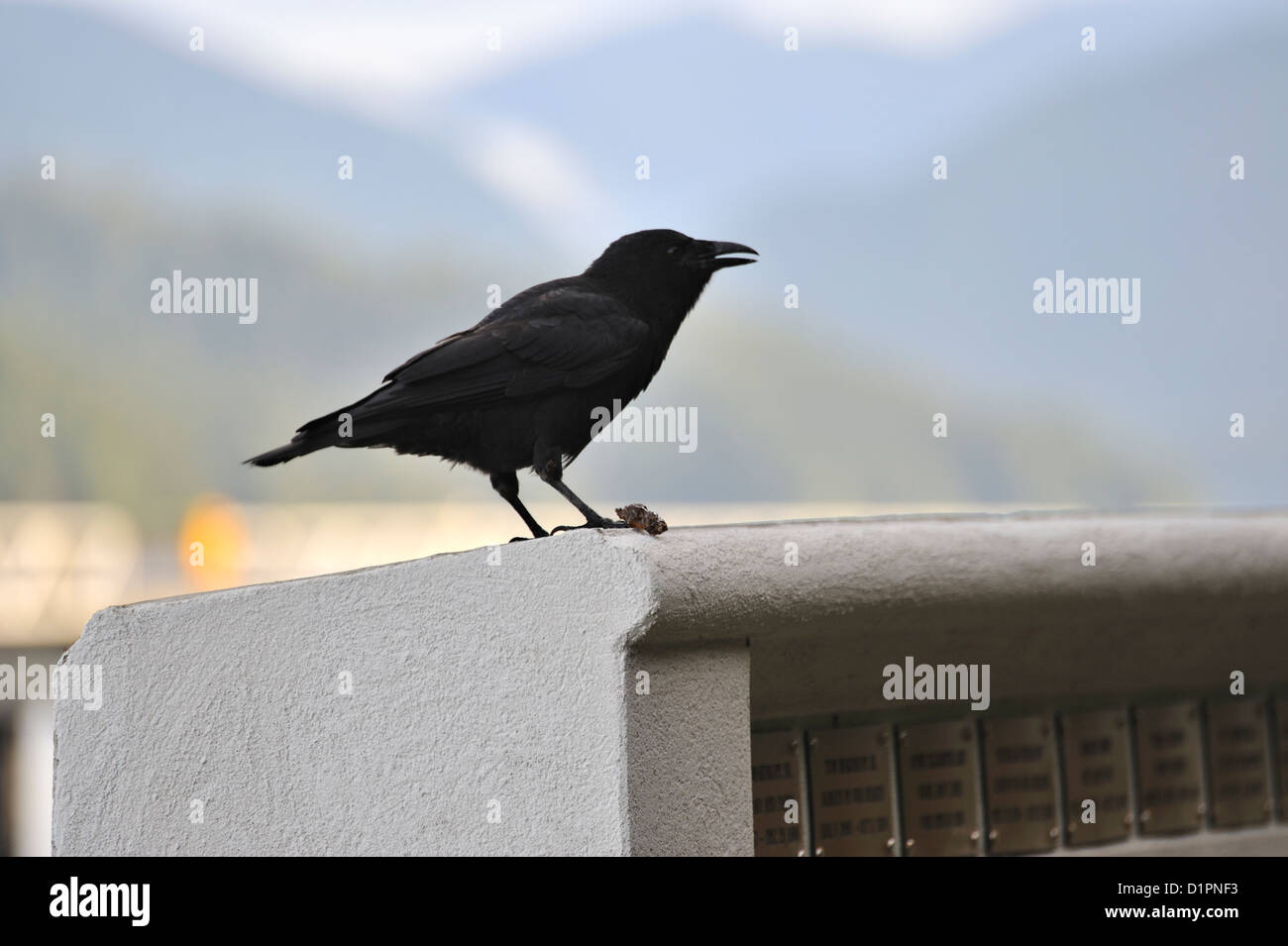 Príncipe del cuervo fotografías e imágenes de alta resolución - Alamy