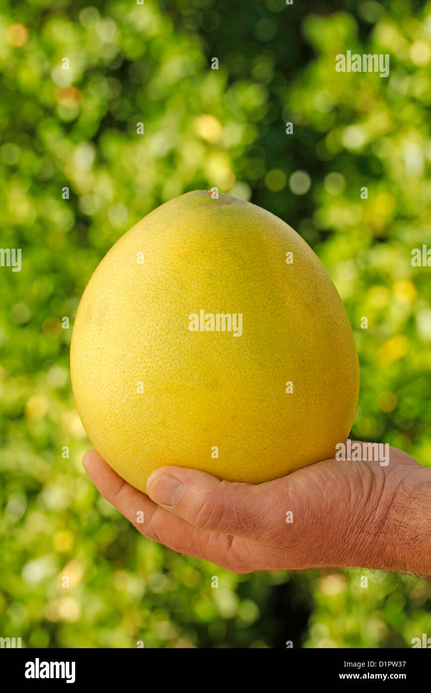 Pomelos grandes fotografías e imágenes de alta resolución Alamy