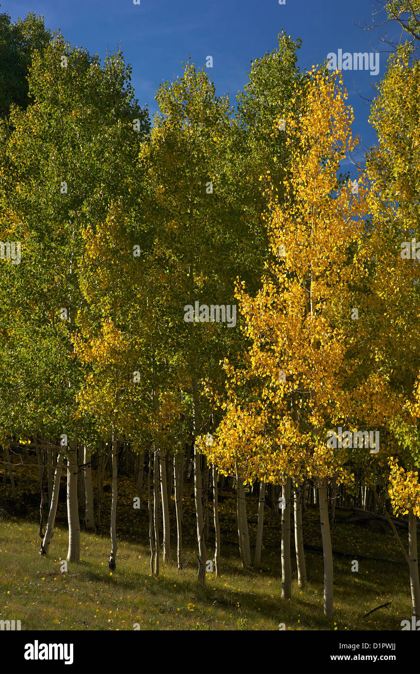 Árboles de Aspen, Populus tremuloides, en otoño, el Dixie National Forest, Utah, EE.UU. Foto de stock
