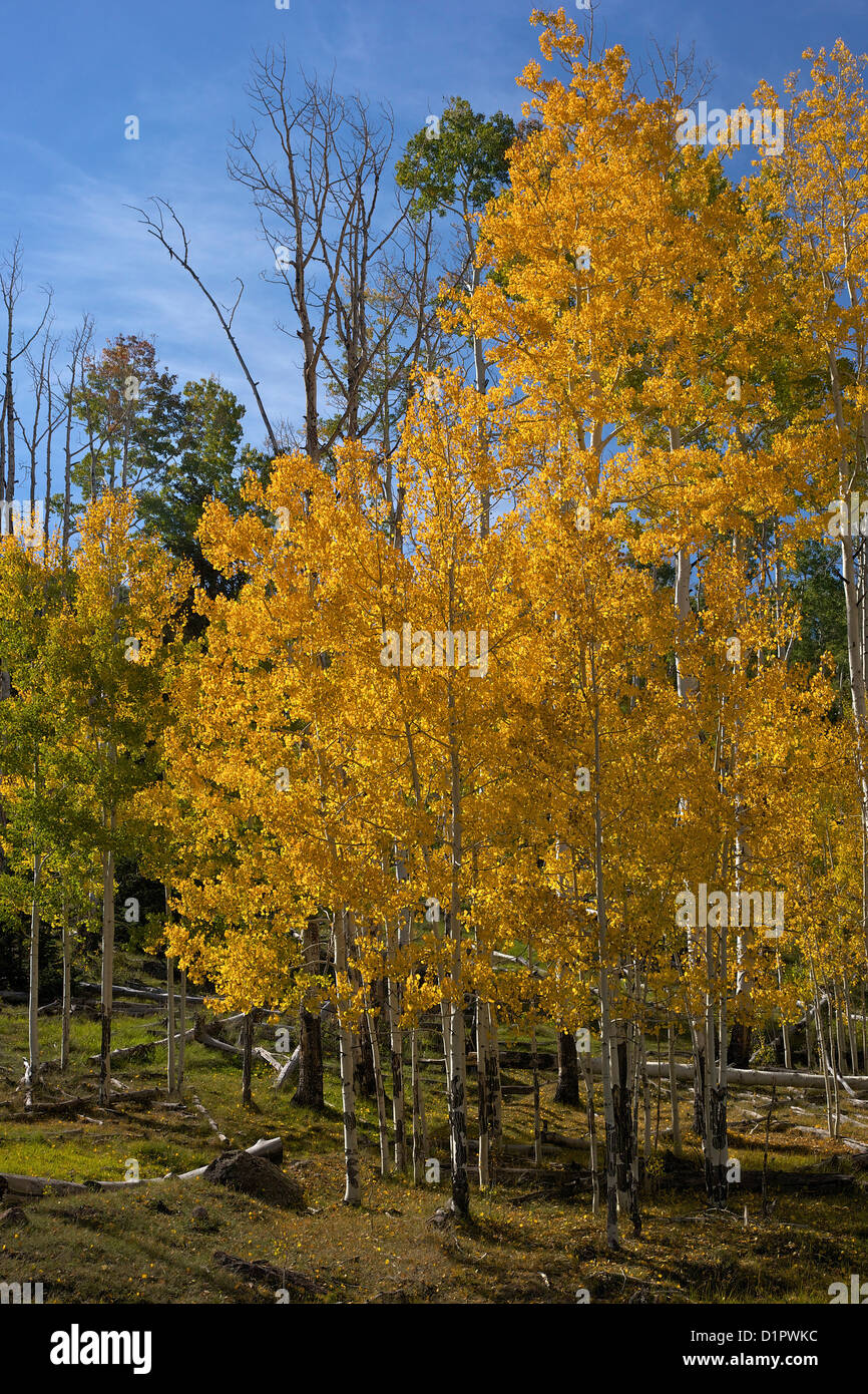 Árboles de Aspen, Populus tremuloides, en otoño, el Dixie National Forest, Utah, EE.UU. Foto de stock