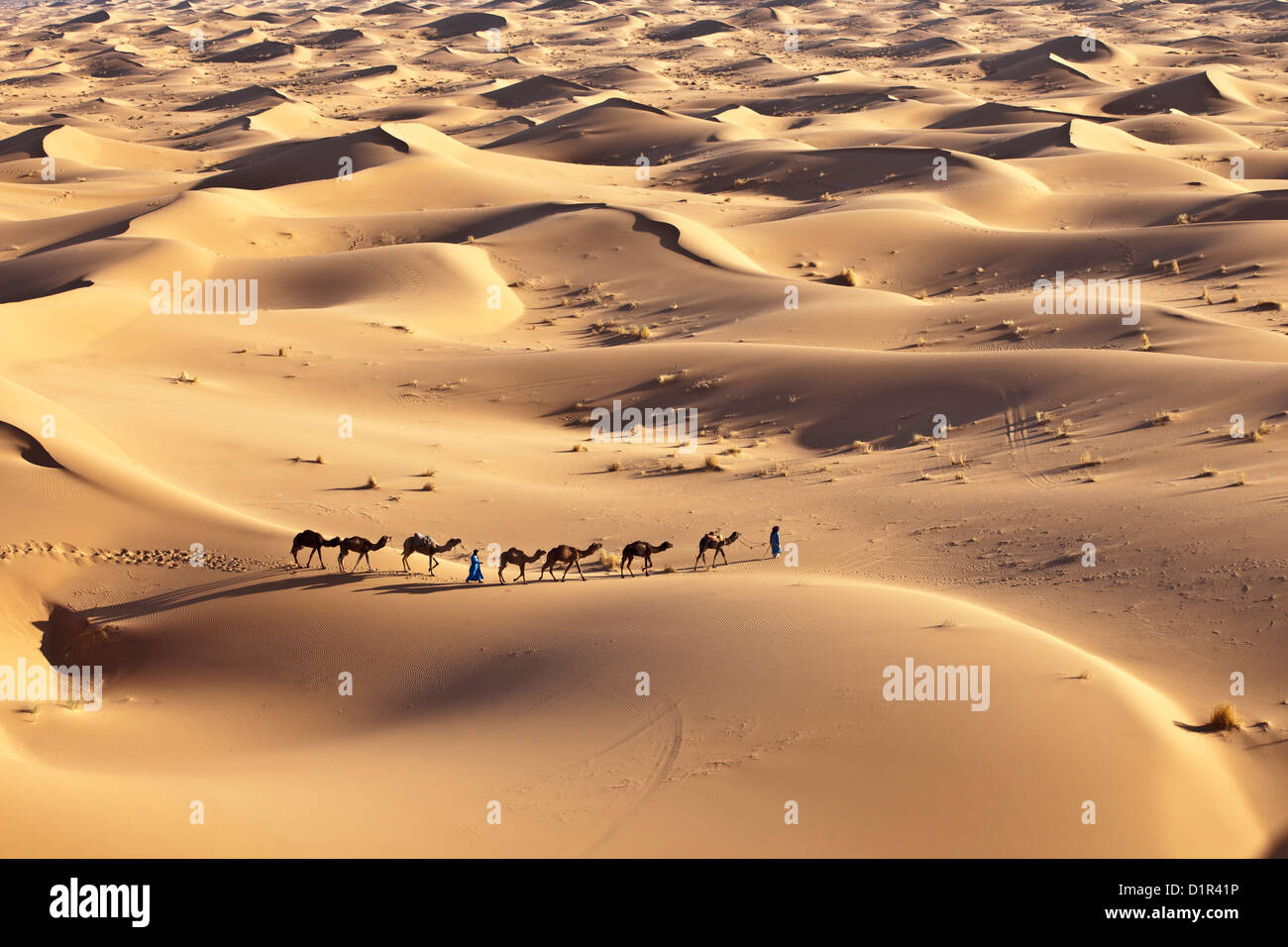 Marruecos, M'Hamid, Erg Chigaga dunas de arena. El desierto del Sahara. Conductores de camellos y la caravana de camellos. Foto de stock