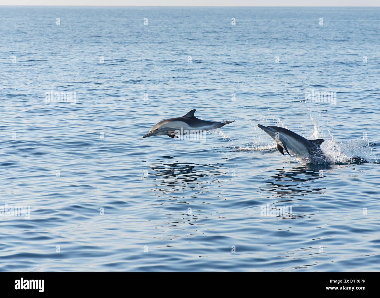 Avistamiento de ballenas en la costa de Newport Beach, California. Foto de stock