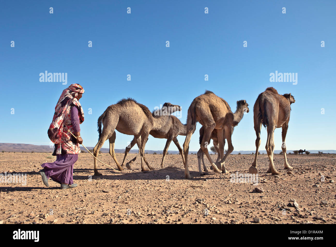 Marruecos, Tamegroute, cerca de Zagora, chica nómada bereber pastoreo de camellos. Foto de stock