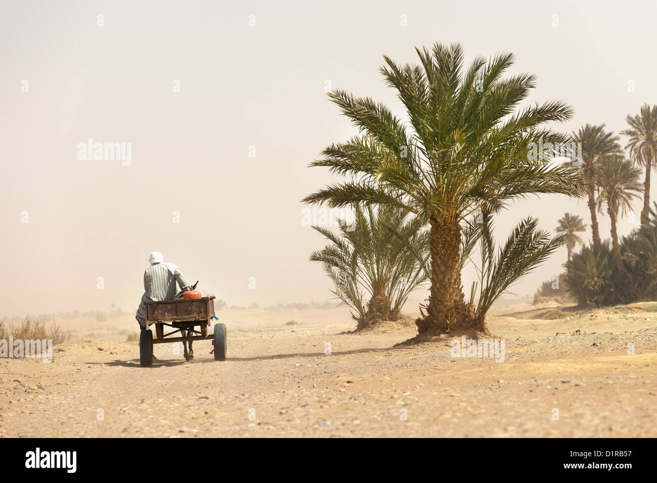 Marruecos, M'Hamid, el hombre y la carreta de burro en el sandstorm. Las palmeras. Foto de stock