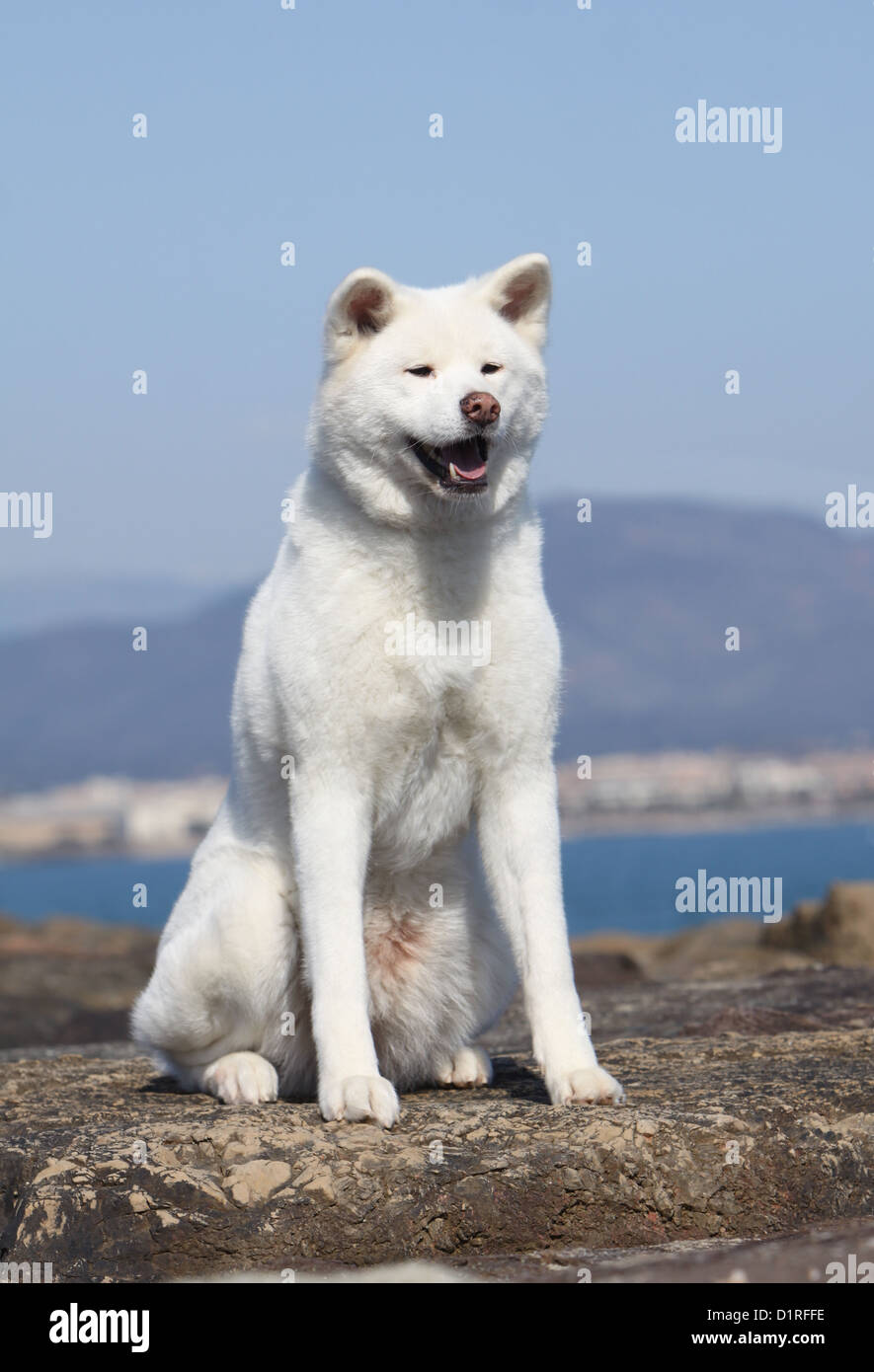 Perro akita blanco fotografías e imágenes de alta resolución - Alamy