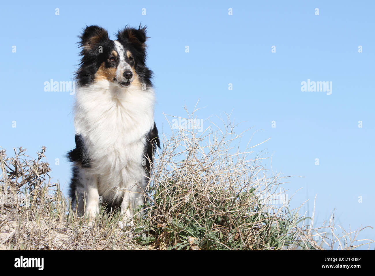 perro pastor shetland con picazón