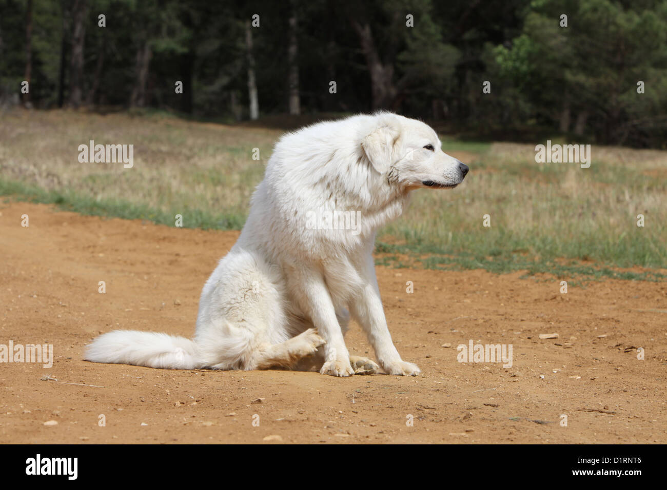 Perro rascarse él / Tatra perro pastor polaco de Podhale Fotografía de  stock - Alamy