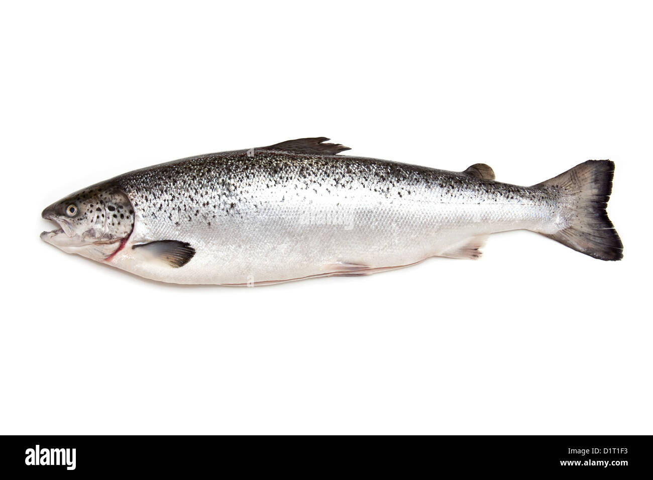 Scottish salmón del Atlántico (Salmo) en todo el solar, aislado en un fondo blanco studio. Foto de stock