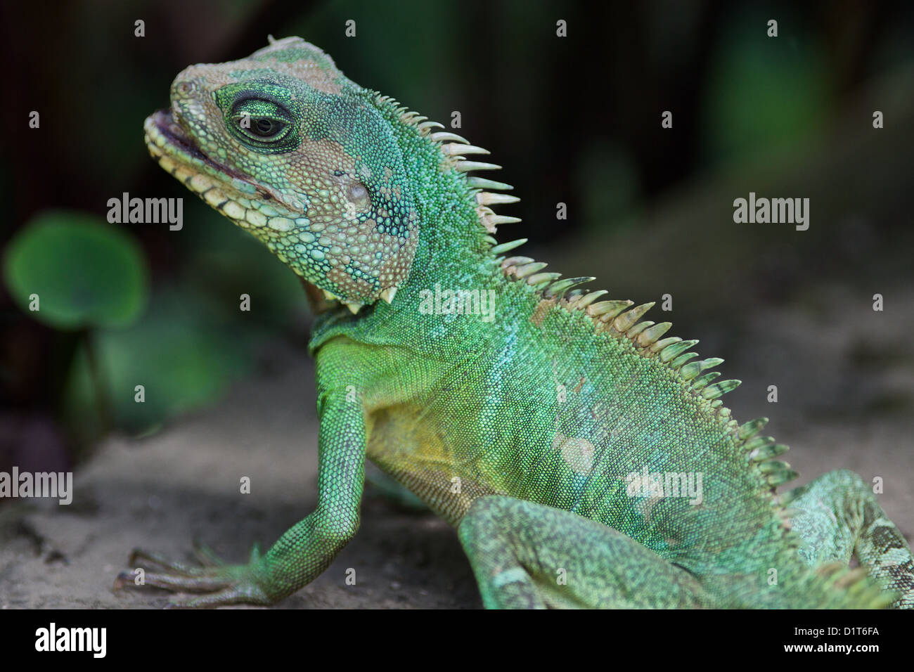 La iguana verde o Iguana común Foto de stock