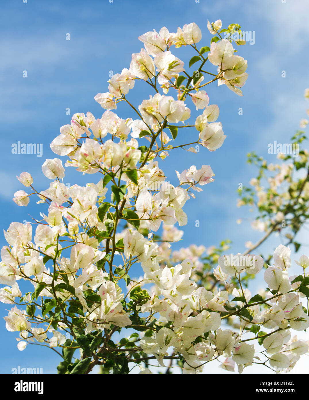 Bougainvillea blanca flores contra el cielo azul Fotografía de stock - Alamy