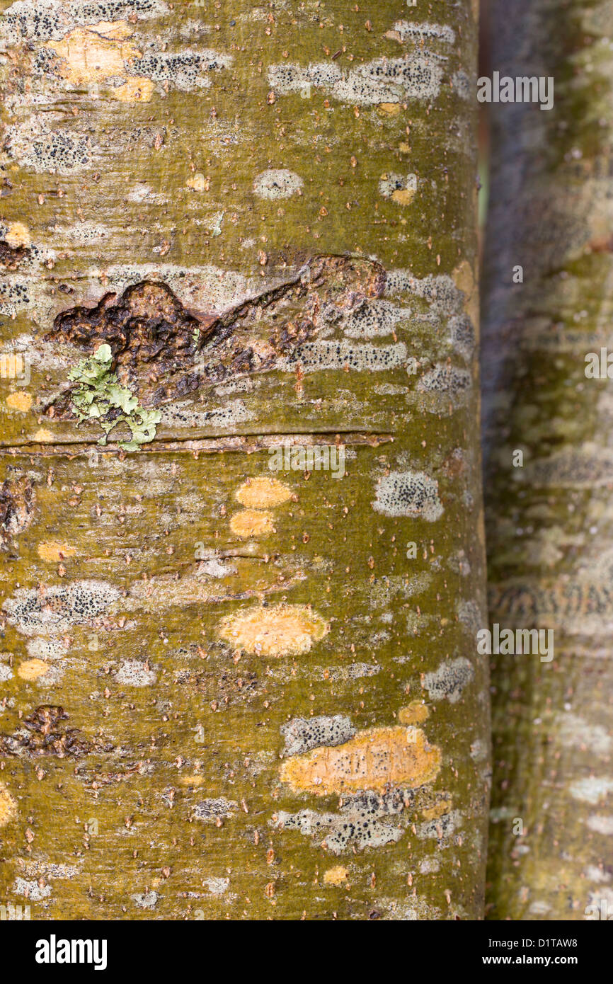 Corteza de árbol de ceniza; Fraxinus excelsior; UK Foto de stock